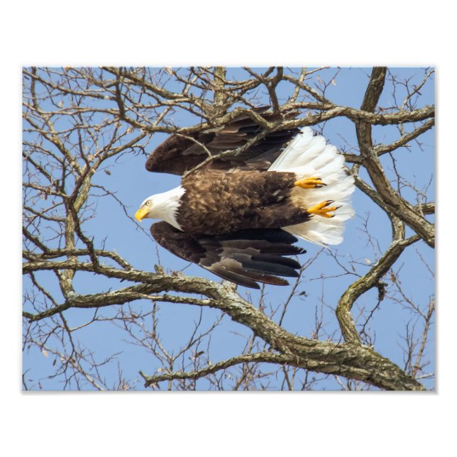 Bald Eagle Flash Photo Print (Front)