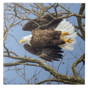 Bald Eagle Flash Tile