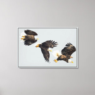 Bald Eagle Flight Canvas Print