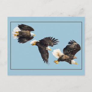 Bald Eagle Flight On Blue Postcard