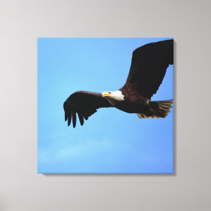Bald Eagle Flight Portrait Canvas Print