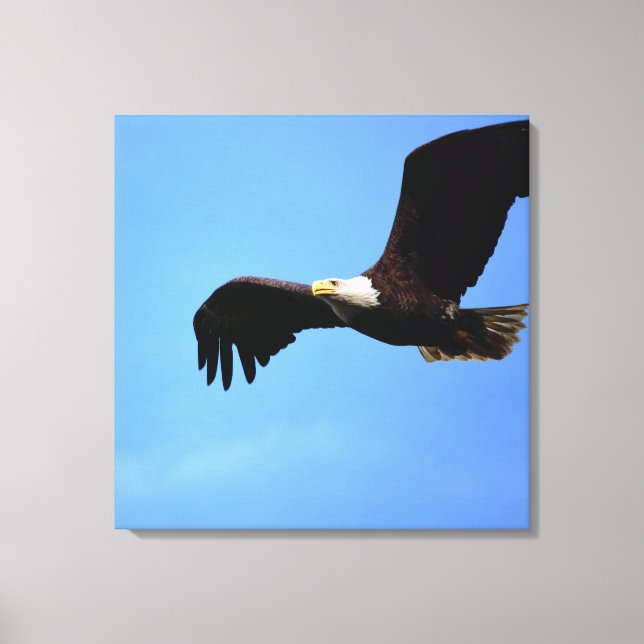 Bald Eagle Flight Portrait Canvas Print (Front)