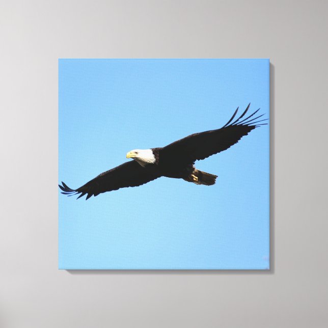 Bald Eagle Flyby Canvas Print (Front)