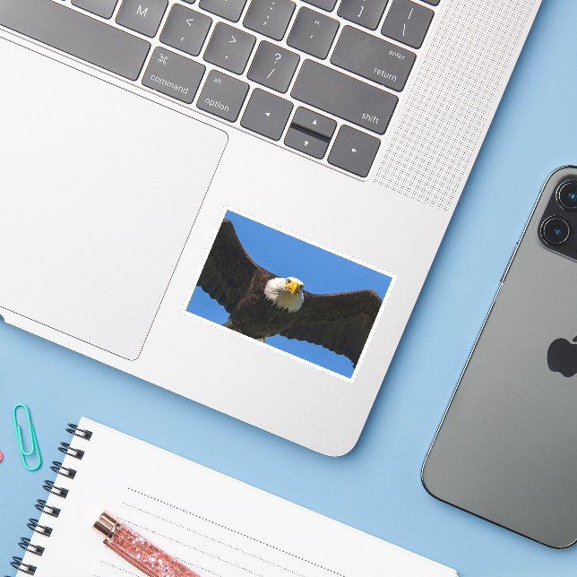 Bald Eagle Flyby Up Close (Laptop w/ iPhone)
