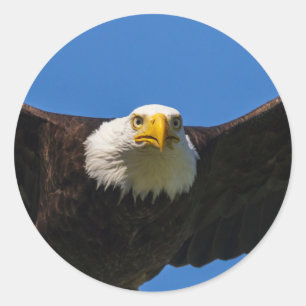 Bald Eagle Flyby Up Close Classic Round Sticker
