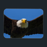 Bald Eagle Flyby Up Close Magnet<br><div class="desc">Bald Eagle flyby up close</div>