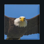 Bald Eagle Flyby Up Close Magnet<br><div class="desc">Bald Eagle flyby up close</div>