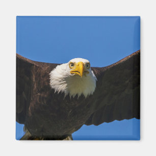 Bald Eagle Flyby Up Close Magnet