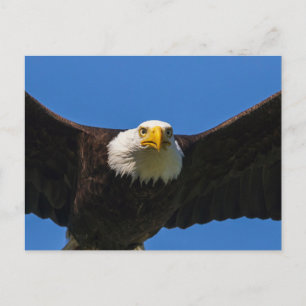 Bald Eagle Flyby Up Close Postcard