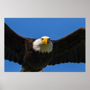Bald Eagle Flyby Up Close Poster