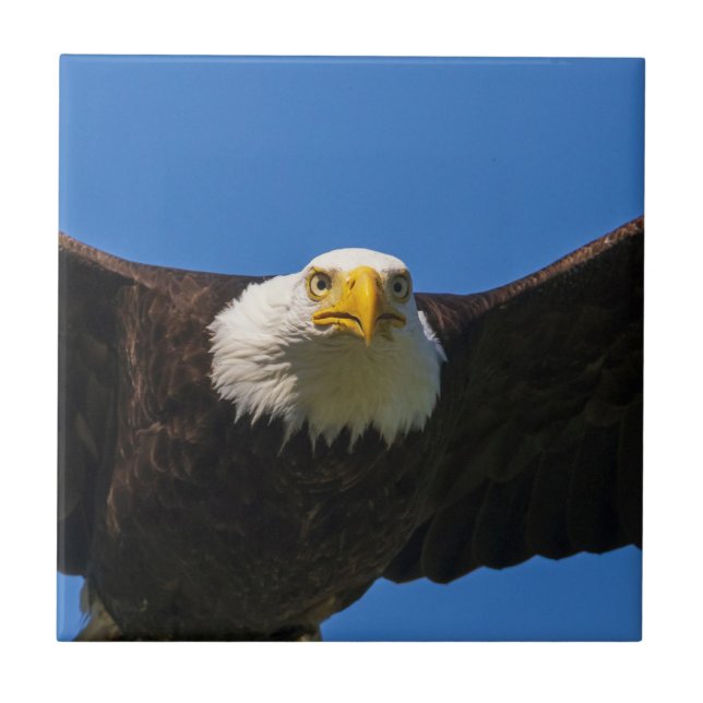 Bald Eagle Flyby Up Close Tile (Front)