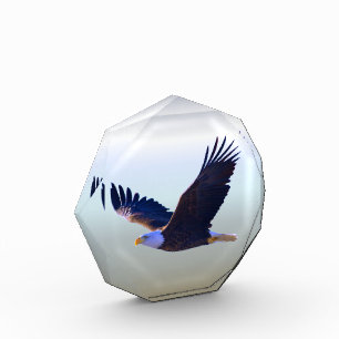 Bald Eagle Flying Photo Block