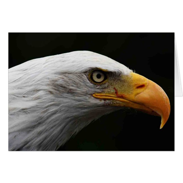 Bald Eagle gccna (Front Horizontal)