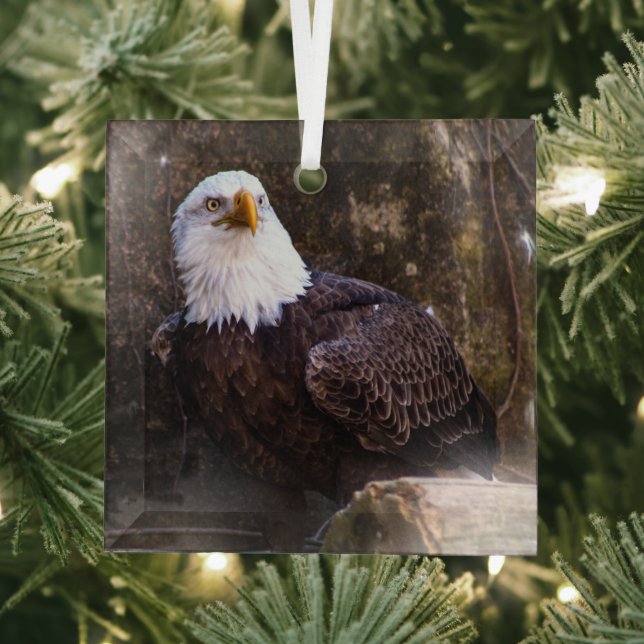 Bald Eagle Glass Ornament (Insitu)