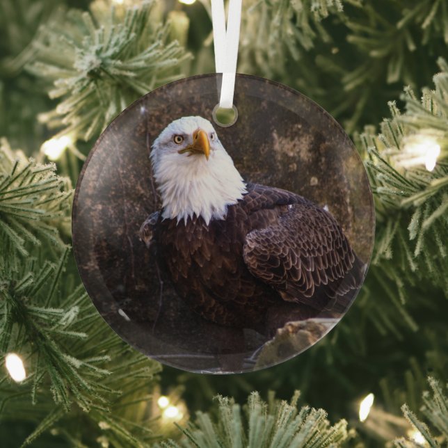 Bald Eagle Glass Ornament (Insitu)