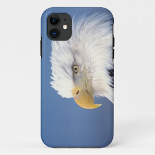 bald eagle, Haliaeetus leuccocephalus, iPhone 11 Case