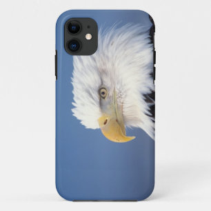 bald eagle, Haliaeetus leuccocephalus, iPhone 11 Case
