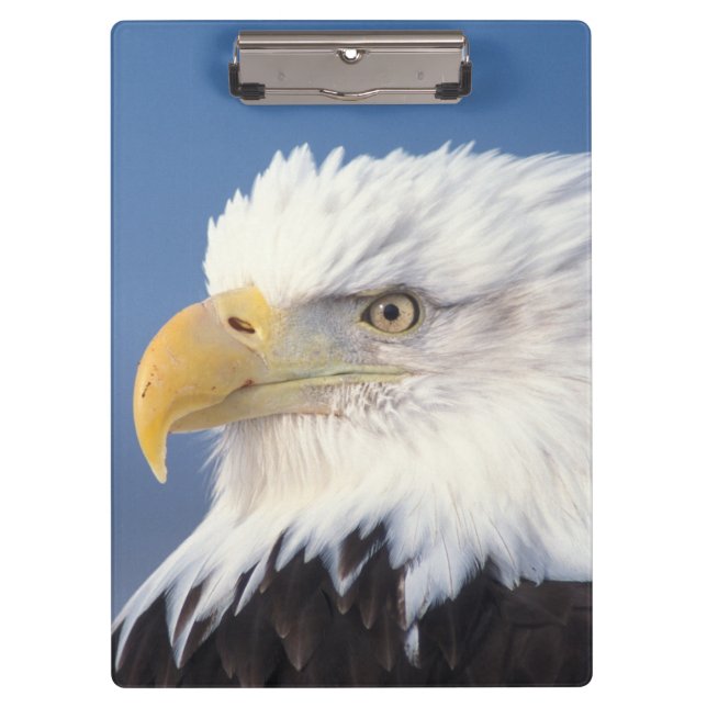 bald eagle, Haliaeetus leuccocephalus, Clipboard (Front)