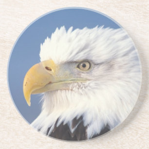bald eagle, Haliaeetus leuccocephalus, Coaster
