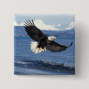 bald eagle, Haliaeetus leuccocephalus, in flight 2 Inch Square Button