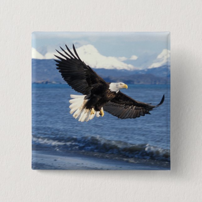 bald eagle, Haliaeetus leuccocephalus, in flight 2 Inch Square Button (Front)