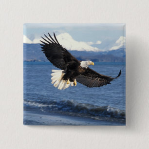 bald eagle, Haliaeetus leuccocephalus, in flight 2 Inch Square Button