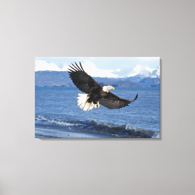 bald eagle, Haliaeetus leuccocephalus, in flight Canvas Print (Front)