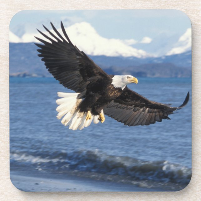 bald eagle, Haliaeetus leuccocephalus, in flight Coaster (Front)