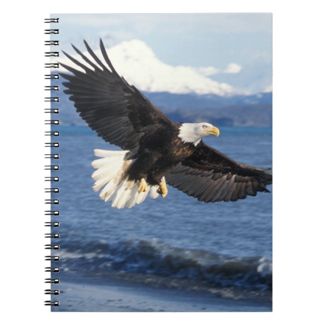 bald eagle, Haliaeetus leuccocephalus, in flight Notebook (Front)