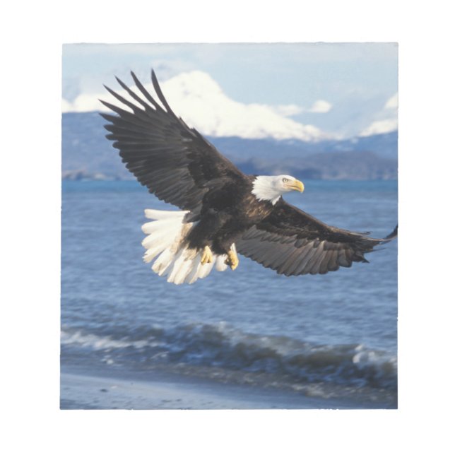 bald eagle, Haliaeetus leuccocephalus, in flight Notepad (Front)