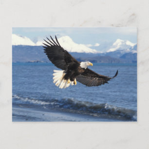 bald eagle, Haliaeetus leuccocephalus, in flight Postcard