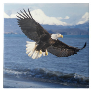 bald eagle, Haliaeetus leuccocephalus, in flight Tile