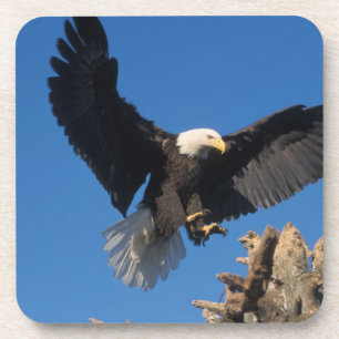 bald eagle, Haliaeetus leuccocephalus, landing Coaster