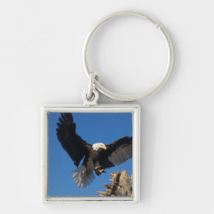 bald eagle, Haliaeetus leuccocephalus, landing Keychain