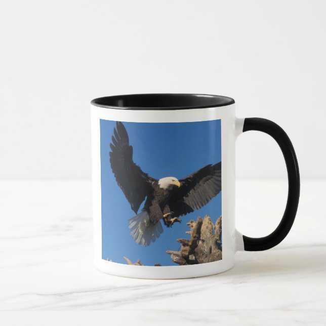 bald eagle, Haliaeetus leuccocephalus, landing Mug (Right)