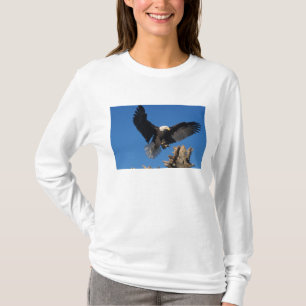 bald eagle, Haliaeetus leuccocephalus, landing T-Shirt