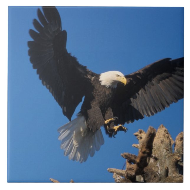 bald eagle, Haliaeetus leuccocephalus, landing Tile (Front)