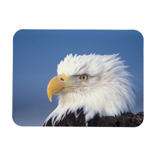 bald eagle, Haliaeetus leuccocephalus, Magnet (Horizontal)