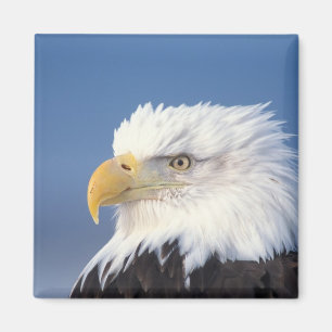 bald eagle, Haliaeetus leuccocephalus, Magnet