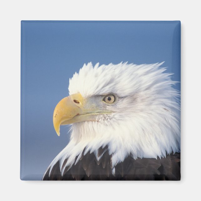 bald eagle, Haliaeetus leuccocephalus, Magnet (Front)