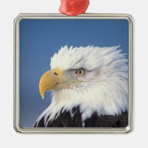 bald eagle, Haliaeetus leuccocephalus, Metal Ornament