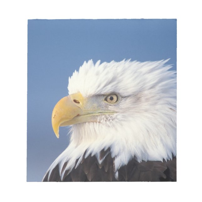 bald eagle, Haliaeetus leuccocephalus, Notepad (Front)