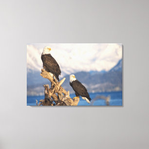 bald eagle, Haliaeetus leuccocephalus, pair Canvas Print