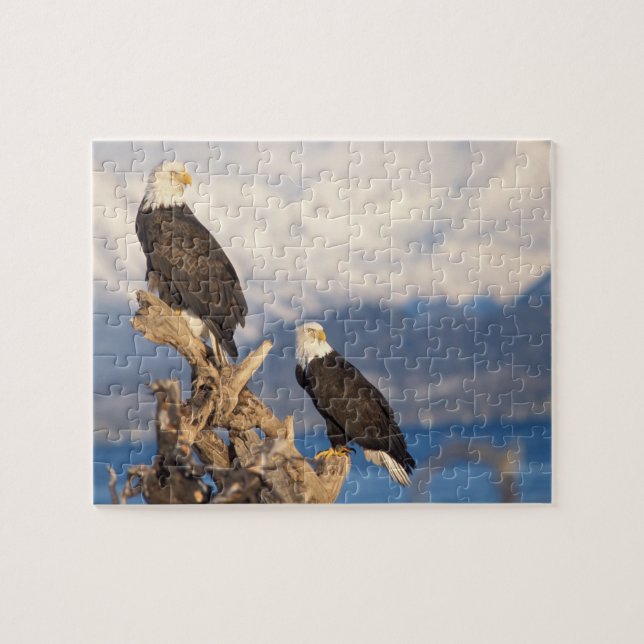 bald eagle, Haliaeetus leuccocephalus, pair Jigsaw Puzzle (Horizontal)