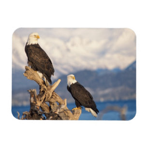 bald eagle, Haliaeetus leuccocephalus, pair Magnet