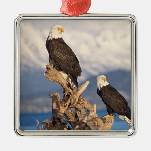 bald eagle, Haliaeetus leuccocephalus, pair Metal Ornament (Front)