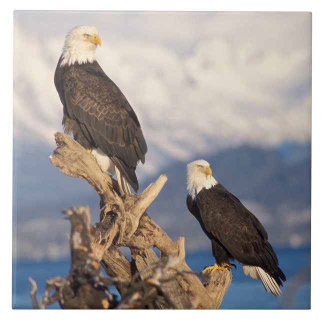 bald eagle, Haliaeetus leuccocephalus, pair Tile (Front)
