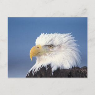 bald eagle, Haliaeetus leuccocephalus, Postcard