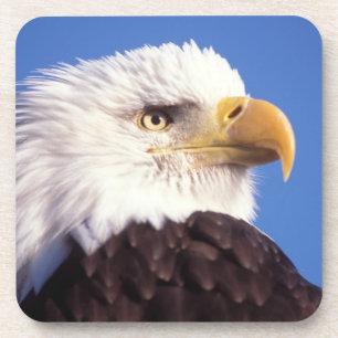 bald eagle, Haliaeetus leucocephalus, close up, 3 Coaster