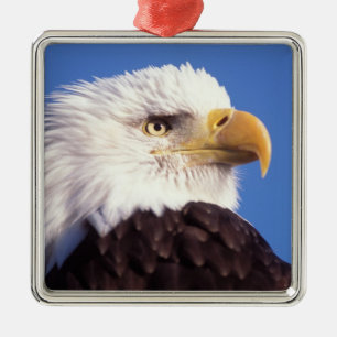 bald eagle, Haliaeetus leucocephalus, close up, 3 Metal Ornament